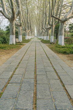 春天中国南京明孝陵风景区