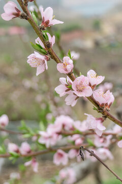 春天盛开的桃花桃树特写