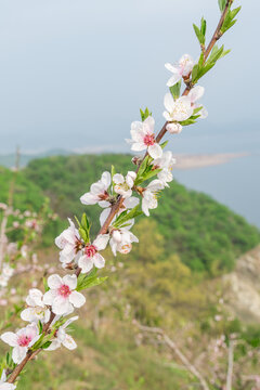 春天盛开的桃花桃树特写