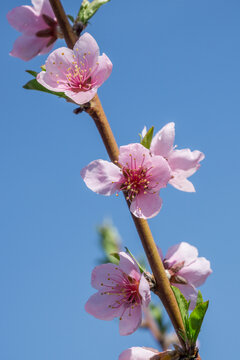 春天盛开的桃花桃树特写