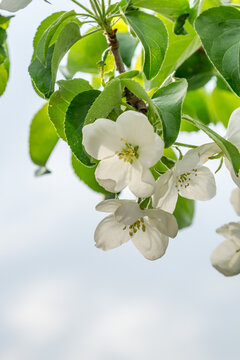 春天盛开的梨花梨树特写
