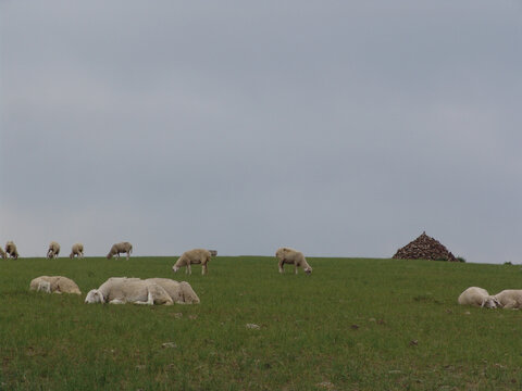 敖包旁吃草的羊群