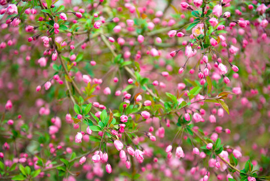 花卉背景素材