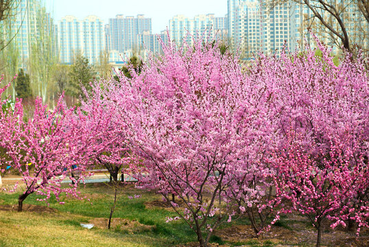 花卉背景素材