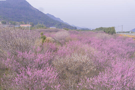 长沙岳阳交界处界碑山的梅花