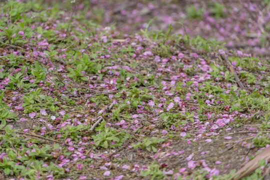 长沙岳阳交界处界碑山的梅花