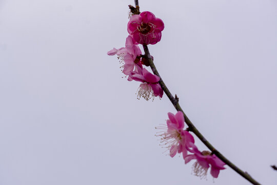 长沙岳阳交界处界碑山的梅花