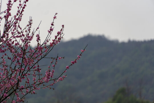 长沙岳阳交界处界碑山的梅花