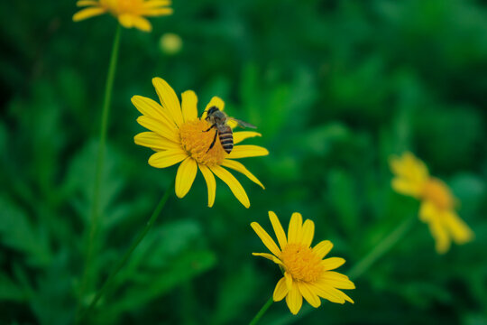 菊花蜜蜂