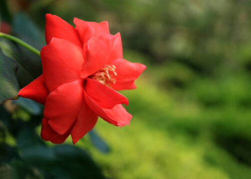 月季花