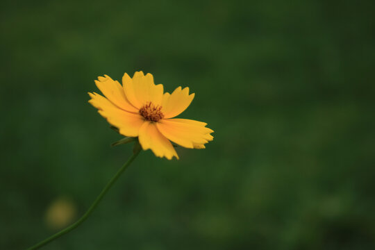 金鸡菊
