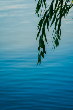湖面的柳枝
