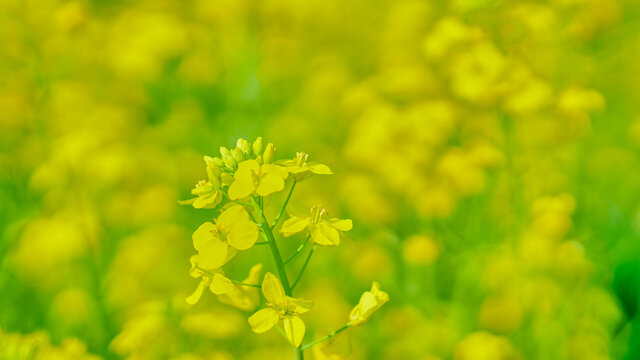 油菜花