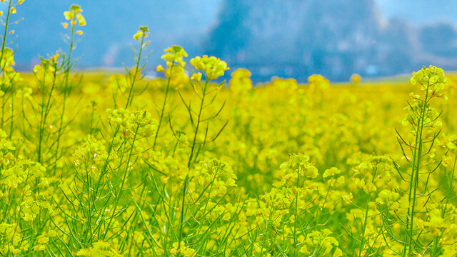 油菜花