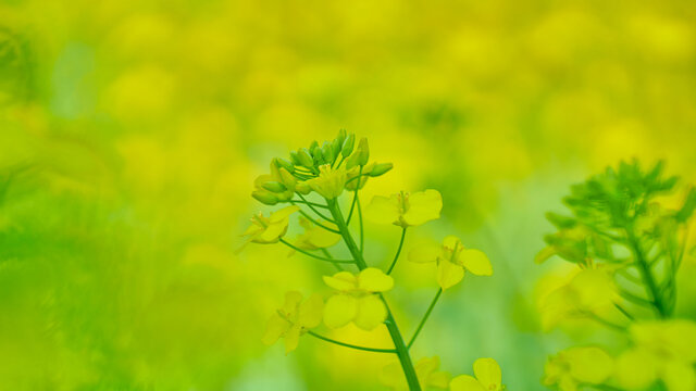 油菜花开