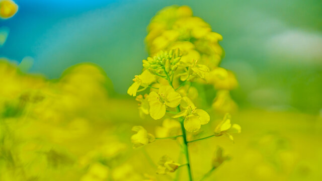 油菜花开