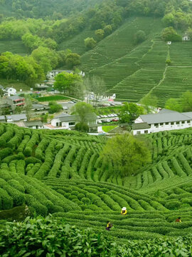 山茶园采摘区景观拍摄