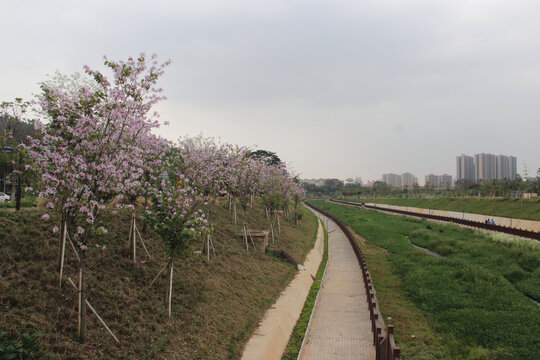 广东东莞清溪河宫粉紫荆