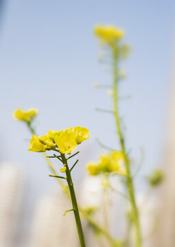 绿色小清新植物小花背景图