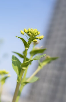 绿色小清新植物花草背景图