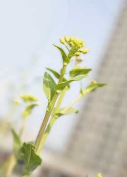 绿色小清新植物黄色小花背景图