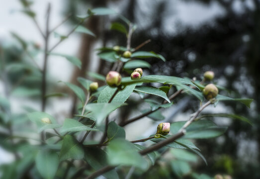 小清新植物背景图