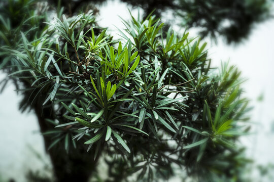 小清新绿色植物背景图