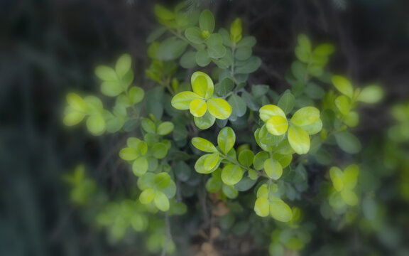 小清新植物背景