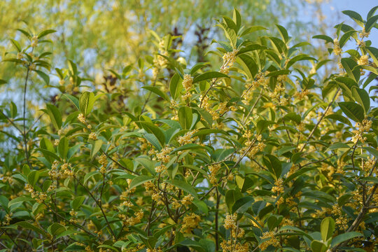 桂花树