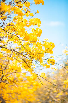 黄花风铃木