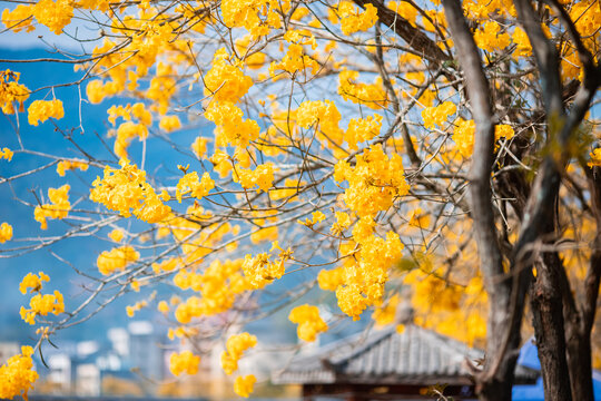 黄花风铃木