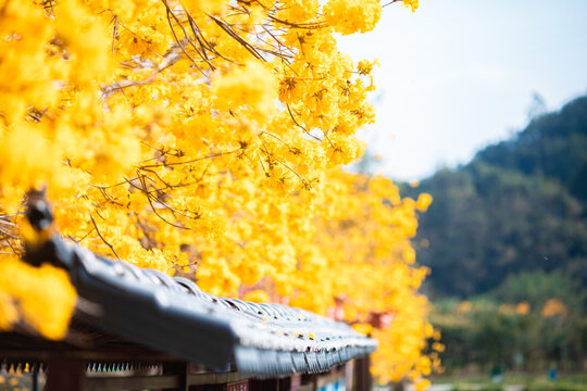 黄花风铃木