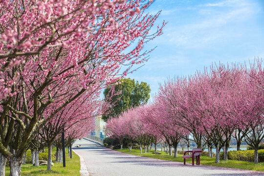 鲜花大道