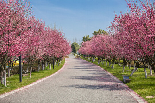 鲜花大道