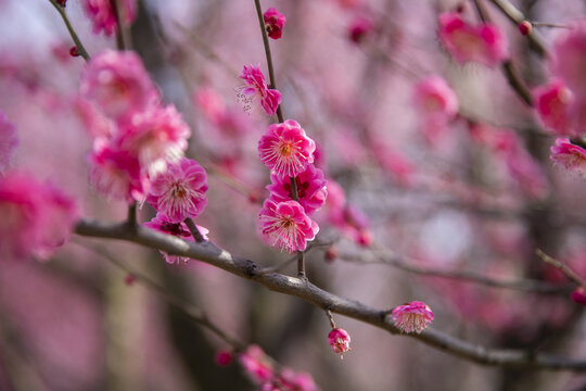 梅花盛开