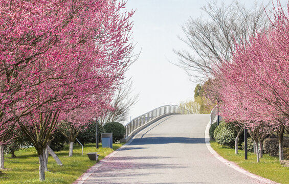 梅花大道