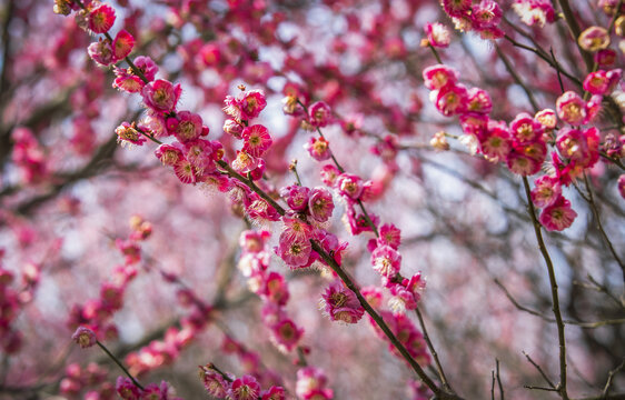 盛开的梅花