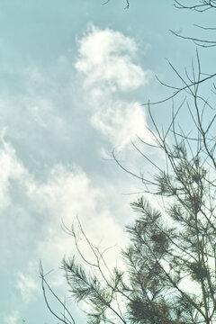松树和蓝天