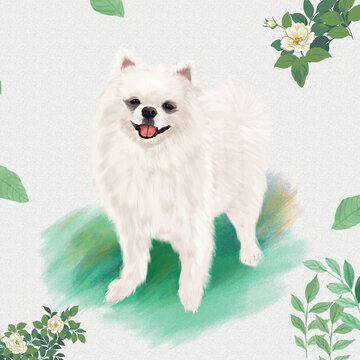 手绘博美犬狗狗动物插画