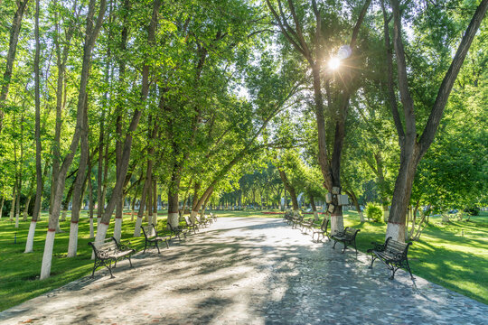 新疆塔城公园的绿地林荫道