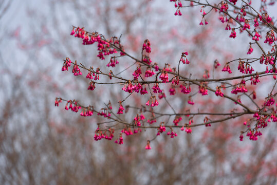 樱花