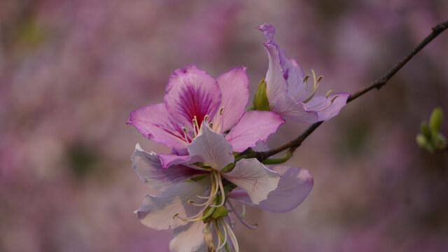 一枝紫荆花