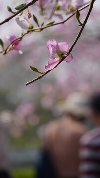 一枝紫荆花