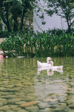 园林景观池塘野鸭