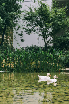 园林景观池塘野鸭
