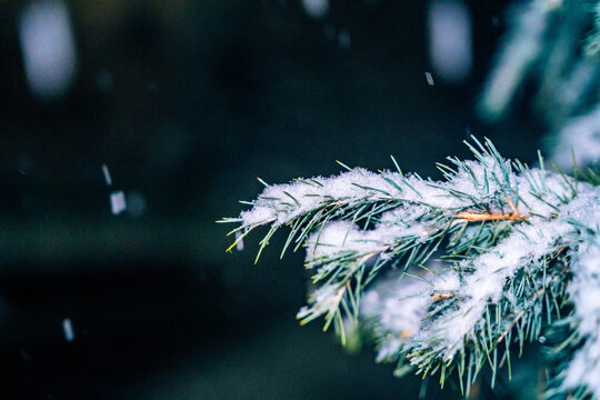 雪落在松树上