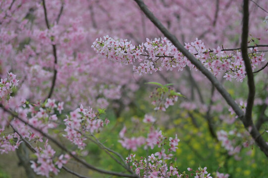 樱花