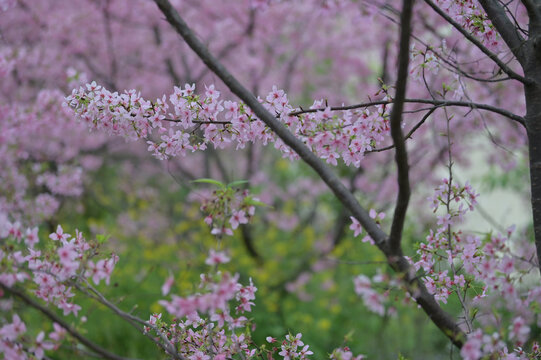 樱花