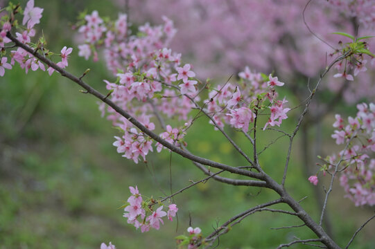 樱花