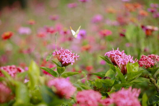 蝴蝶恋花